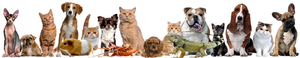 Pet Sitting and Pet Care in San Jose CA and Lincoln CA » A Pet's ...