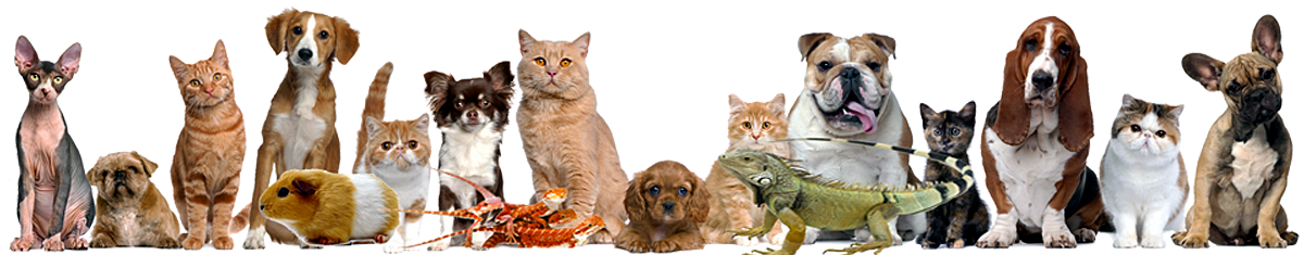 Pet Sitting and Pet Care in San Jose CA and Lincoln CA - A Pet's ...